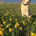 honden foto 