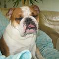 honden foto oow ikke is nog moe zeg !!
