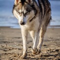 honden foto 