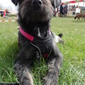 honden foto 