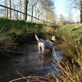 honden foto 