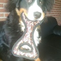 honden foto 