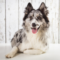 honden foto 25-04-2015, fotoshoot Lianne
