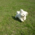 honden foto RUN FREE LIEVE WITTE ENGEL, LOVE YOU, MISS YOU