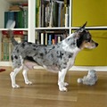 honden foto 