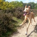 honden foto 