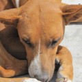 honden foto 