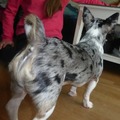 honden foto 