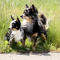 honden foto 