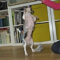 honden foto 