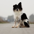 honden foto 