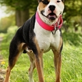 honden foto 