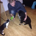 honden foto 
