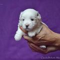 honden foto Charlie Claudia - 3 weken