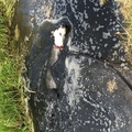 honden foto 