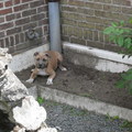 honden foto 