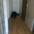honden foto 