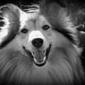 honden foto 