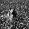 honden foto 