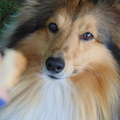 honden foto 