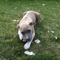honden foto 