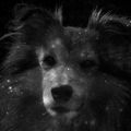 honden foto 