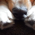 honden foto 