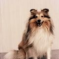 honden foto 