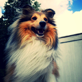 honden foto 