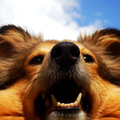 honden foto 