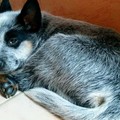 honden foto 