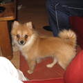 honden foto Bo 6 maanden