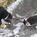 honden foto Voor de eerste keer wandelen aan het riempje, in het begin wel moeizaam hoor, maar goed dat we onderweg wat konden drinken ...