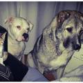 honden foto 