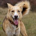 honden foto 