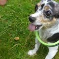 honden foto 
