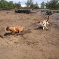 honden foto 