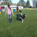 honden foto 