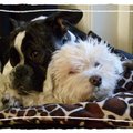 honden foto 