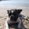honden foto Bep op het waalstrandje