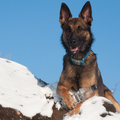 honden foto 
