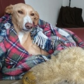 honden foto 