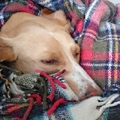 honden foto 
