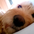honden foto 