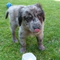 honden foto 