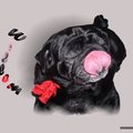 honden foto 
