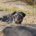 honden foto 