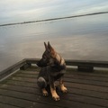 honden foto 