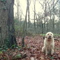 honden foto 