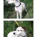 honden foto 